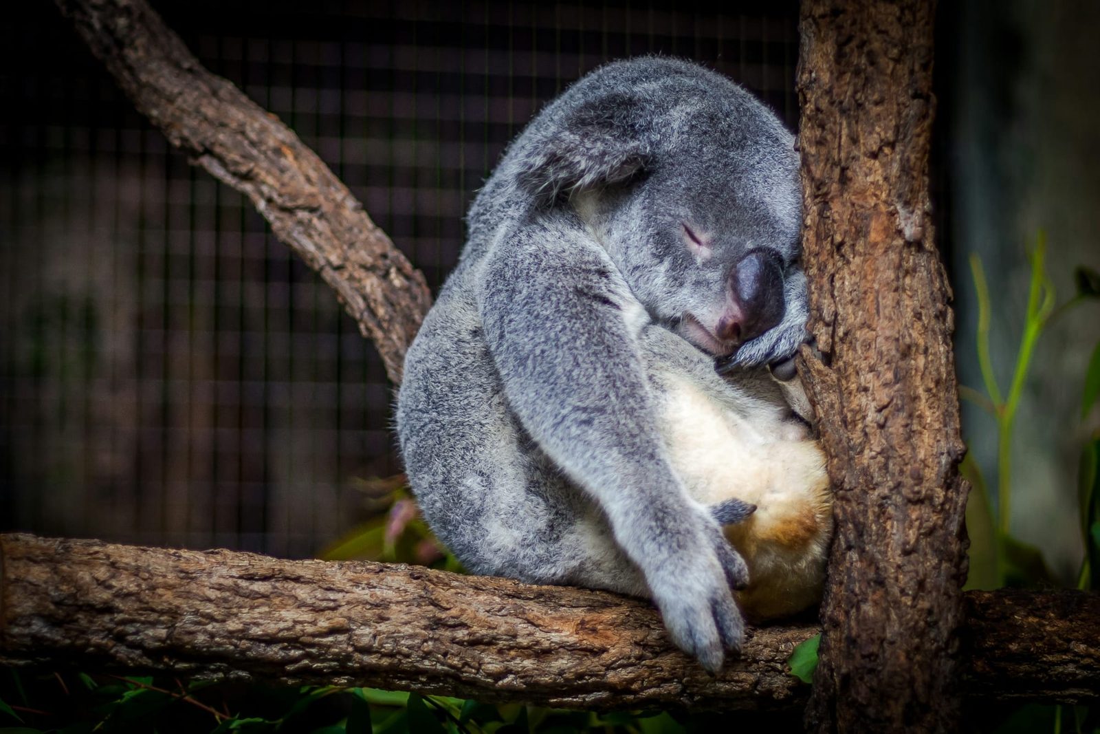A koala asleep in the fork of a tree