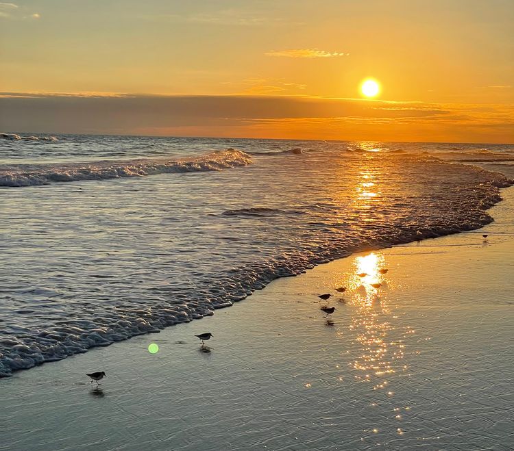 Sandpipers and Seagulls